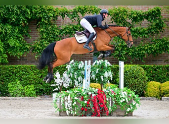 KWPN, Mare, 10 years, 17 hh, Brown