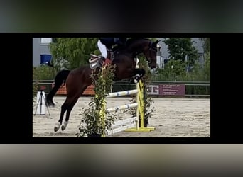 KWPN, Mare, 10 years, 17 hh, Brown