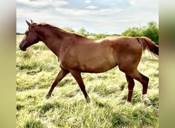 KWPN, Mare, 10 years, 17 hh, Chestnut-Red