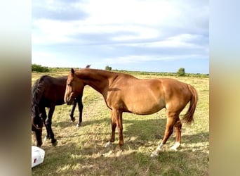 KWPN, Mare, 10 years, 17 hh, Chestnut-Red