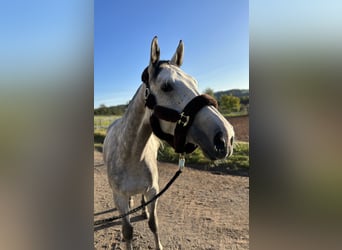 KWPN, Mare, 10 years, 17 hh, Grey-Dapple
