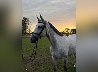 KWPN, Mare, 10 years, 17 hh