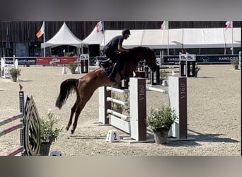 KWPN, Mare, 10 years, 17,1 hh, Chestnut-Red