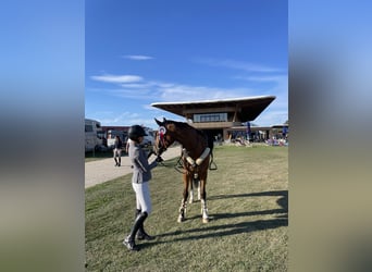 KWPN, Mare, 10 years, Brown-Light