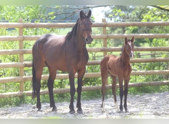 KWPN, Mare, 10 years, Smoky-Black