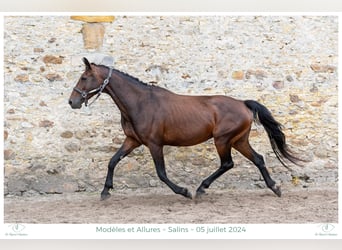 KWPN, Mare, 10 years, Smoky-Black