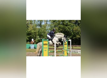 KWPN, Mare, 11 years, 15.1 hh, Grey