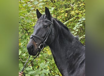 KWPN, Mare, 11 years, 15,2 hh, Smoky-Black