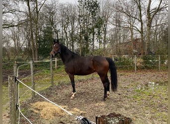 KWPN, Mare, 11 years, 15,3 hh, Brown