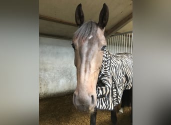KWPN, Mare, 11 years, 15,2 hh, Bay-Dark
