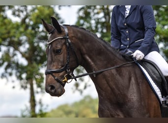 KWPN, Mare, 11 years, 15,2 hh, Bay-Dark