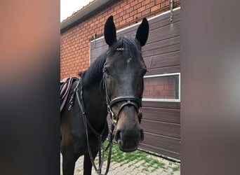 KWPN, Mare, 11 years, 15,2 hh, Bay-Dark