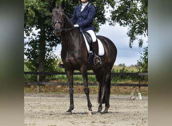 KWPN, Mare, 11 years, 15,2 hh, Bay-Dark
