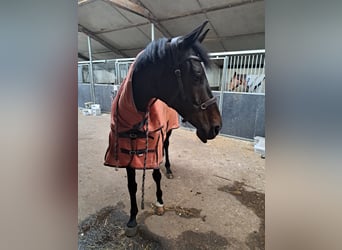 KWPN, Mare, 11 years, 15,2 hh, Bay-Dark