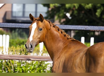 KWPN, Mare, 11 years, 15,2 hh, Chestnut-Red