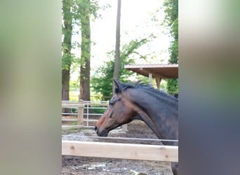 KWPN, Mare, 11 years, 16,1 hh, Bay-Dark