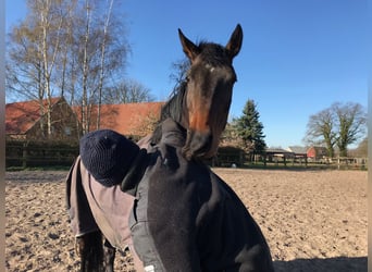 KWPN, Mare, 11 years, 16,1 hh, Bay-Dark