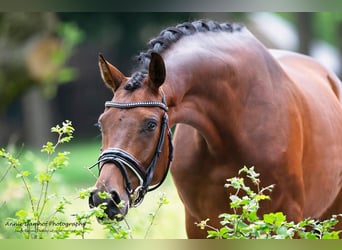 KWPN, Mare, 11 years, 16.1 hh, Brown