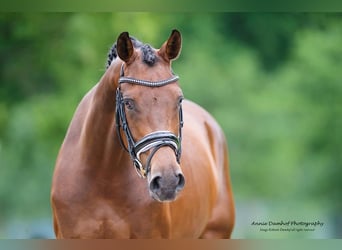KWPN, Mare, 11 years, 16.1 hh, Brown