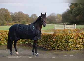 KWPN, Mare, 11 years, 16.1 hh, Brown