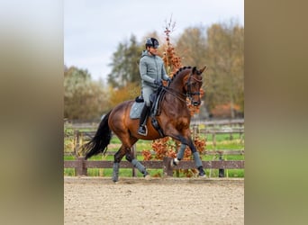 KWPN, Mare, 11 years, 16.1 hh, Brown
