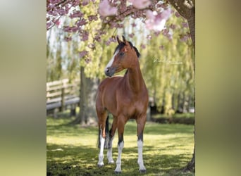 KWPN, Mare, 11 years, 16.1 hh, Brown