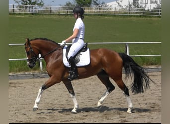 KWPN, Mare, 11 years, 16.1 hh, Brown