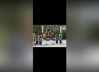 KWPN, Mare, 11 years, 16.1 hh, Brown