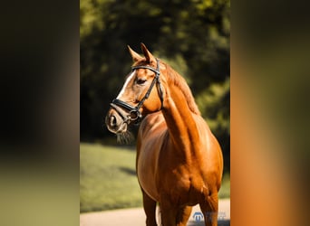 KWPN, Mare, 11 years, 16.1 hh, Chestnut