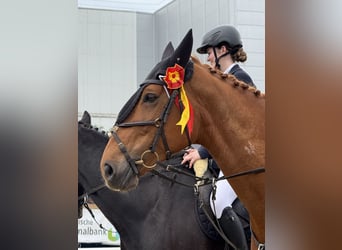 KWPN, Mare, 11 years, 16.1 hh, Chestnut-Red