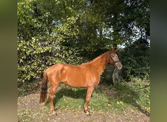 KWPN, Mare, 11 years, 16.1 hh, Chestnut-Red