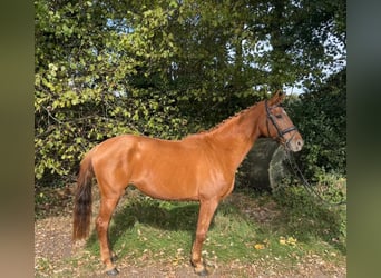 KWPN, Mare, 11 years, 16.1 hh, Chestnut-Red