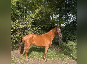 KWPN, Mare, 11 years, 16.1 hh, Chestnut-Red