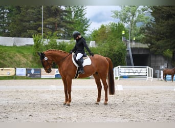 KWPN, Mare, 11 years, 16.1 hh, Chestnut-Red