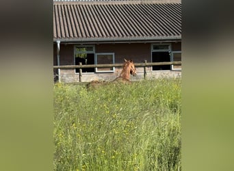 KWPN, Mare, 11 years, 16.1 hh, Chestnut-Red