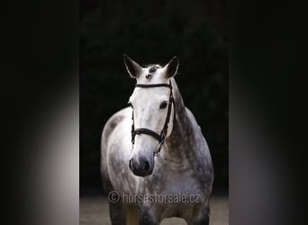 KWPN, Mare, 11 years, 16.1 hh, Grey