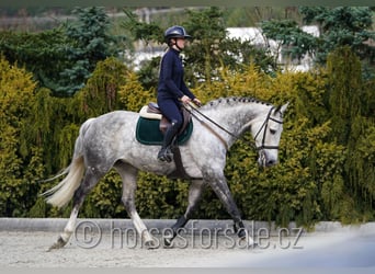 KWPN, Mare, 11 years, 16.1 hh, Grey