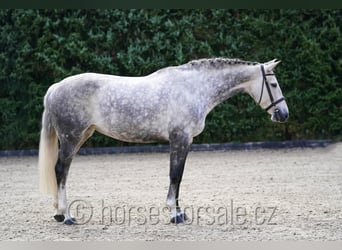 KWPN, Mare, 11 years, 16.1 hh, Grey