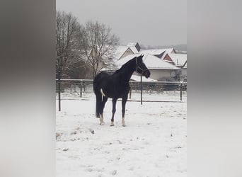 KWPN, Mare, 11 years, 16,1 hh, Smoky-Black