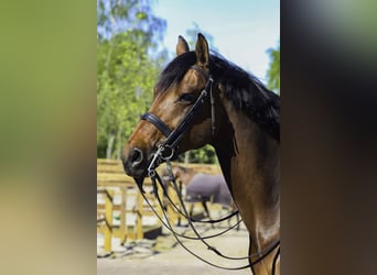 KWPN, Mare, 11 years, 16.2 hh, Bay