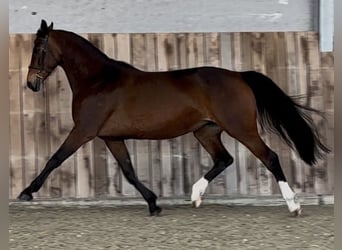 KWPN, Mare, 11 years, 16.2 hh, Brown
