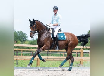 KWPN, Mare, 11 years, 16.2 hh, Brown
