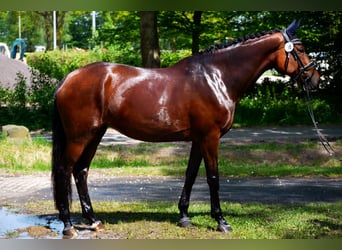 KWPN, Mare, 11 years, 16.2 hh, Brown KWPN, Mare, 11 years, 16.2 hh, Brown