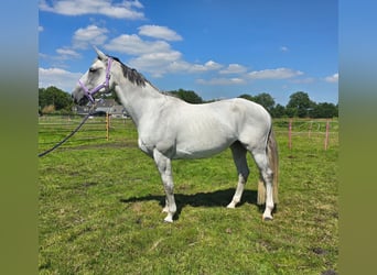 KWPN, Mare, 11 years, 16.2 hh, Gray-Fleabitten