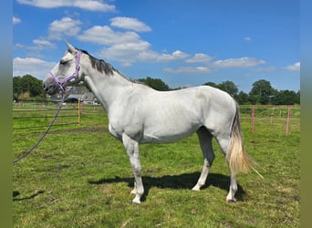 KWPN, Mare, 11 years, 16.2 hh, Gray-Fleabitten