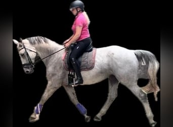 KWPN, Mare, 11 years, 16.2 hh, Gray-Fleabitten