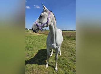 KWPN, Mare, 11 years, 16.2 hh, Gray-Fleabitten