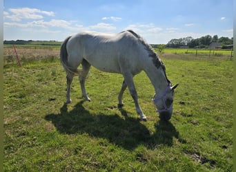 KWPN, Mare, 11 years, 16.2 hh, Gray-Fleabitten