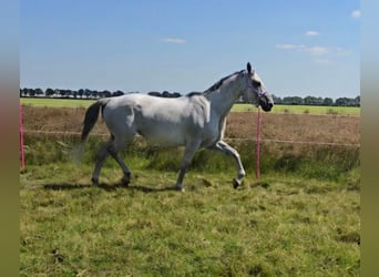 KWPN, Mare, 11 years, 16.2 hh, Gray-Fleabitten