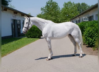 KWPN, Mare, 11 years, 16.2 hh, Grey